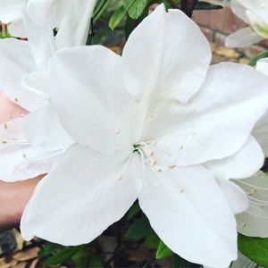 Meet your Posher, Layla